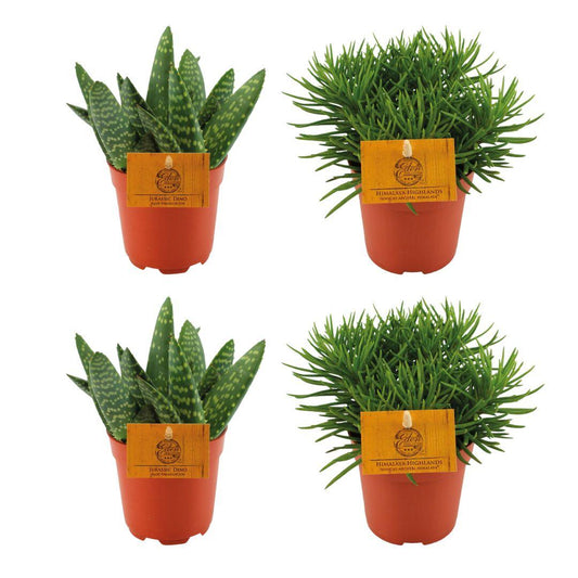4er-Set Aloe Paradisicum & Senecio Himalaya – Pflegeleicht & Modern