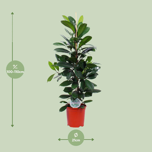 Ficus Cyathistipula – Tropische Zimmerpflanze Ø21cm