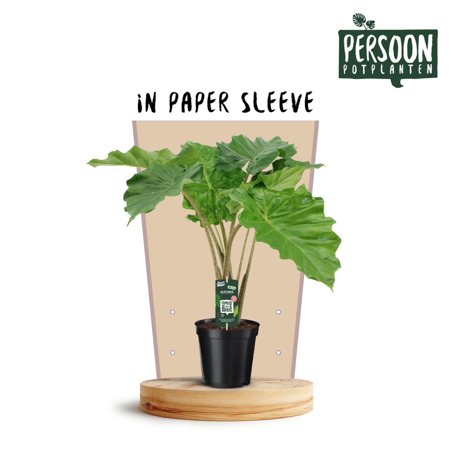 Alocasia Portodora – Pflegeleichte Trendpflanze Ø21cm