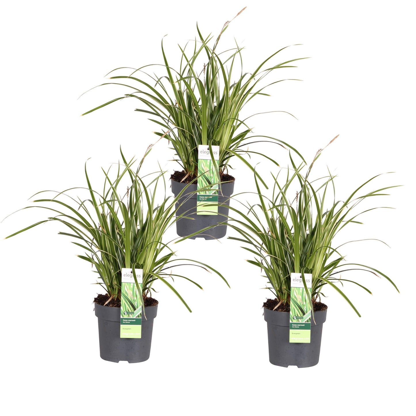 3x Carex morrowii 'Ice Dance' – Immergrünes Ziergras Ø14cm