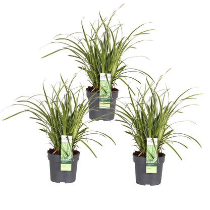 3x Carex morrowii 'Ice Dance' – Immergrünes Ziergras Ø14cm
