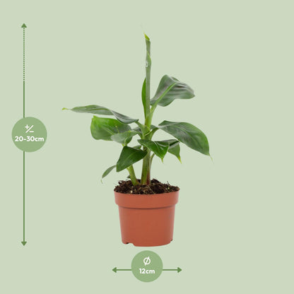 Musa Tropicana – Pflegeleichter Zimmer-Bananenbaum Ø12cm