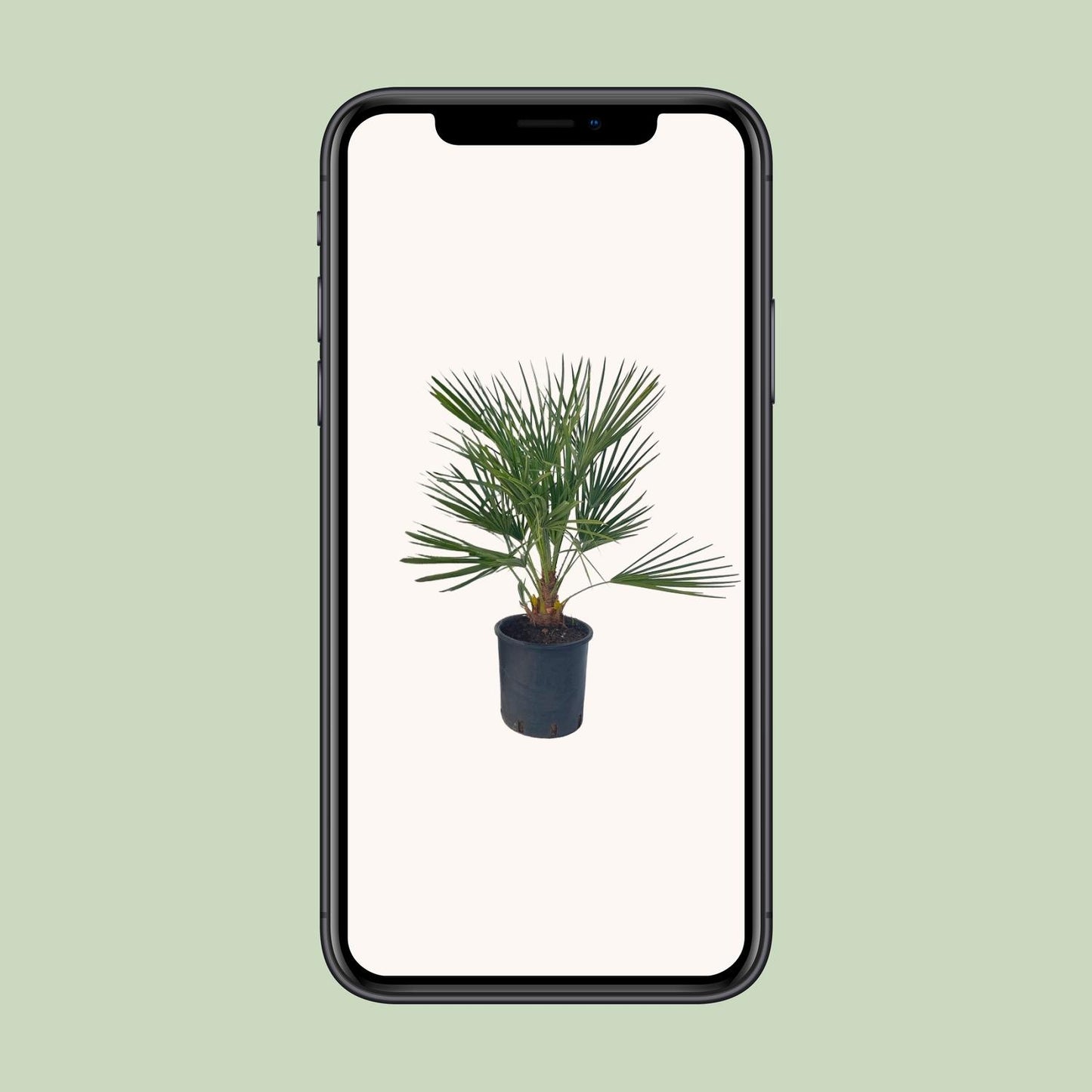 Chamaerops Humilis – Pflegeleichte Zwergpalme Ø22 cm