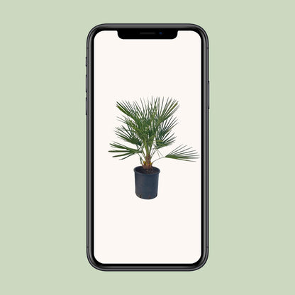 Chamaerops Humilis – Pflegeleichte Zwergpalme Ø22 cm