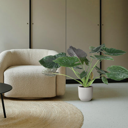 Alocasia Wentii – Exotische, pflegeleichte Zimmerpflanze 120 cm