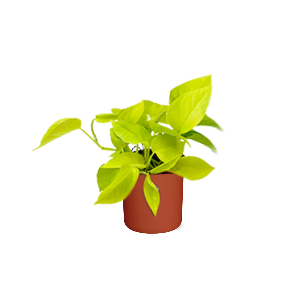 Epipremnum Pinnatum ‘Golden Pothos’ in ELHO b.for soft rond 14cm brique