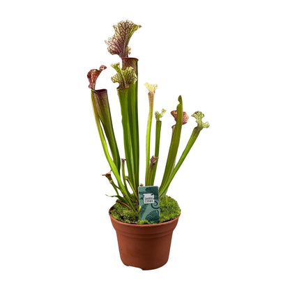 Schlauchpflanze Judith Hindle – Exotische Karnivore Ø12cm
