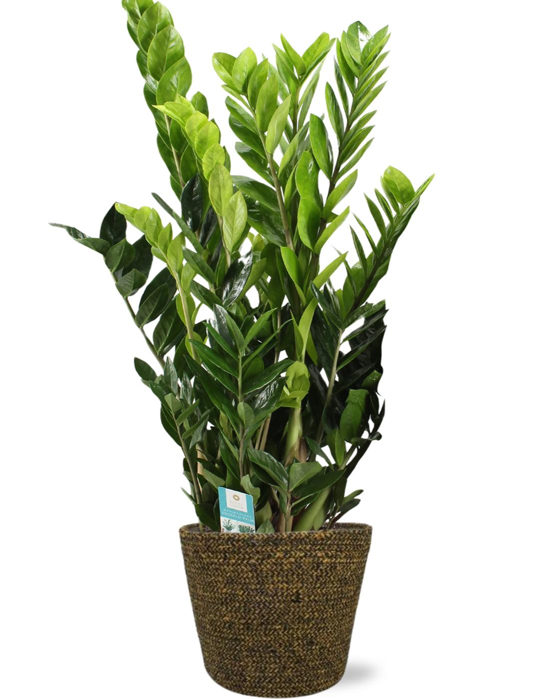 Zamioculcas Zamiifolia Ø21cm mit Selin Pot Schwarz D22x19cm