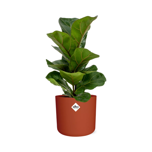Ficus Lyrata ‘Bambino’ – Pflegeleichte Zimmerpflanze 14 cm