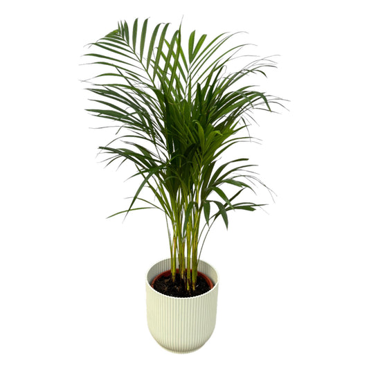 Areca Palme 85 cm im weißen Elho Vibes Fold Topf