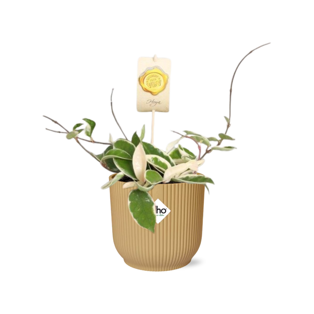 Hoya Carn.’Krimson Queen’ – Pflegeleichte Wachsblume im ELHO Vibes Fold 14cm Gelb