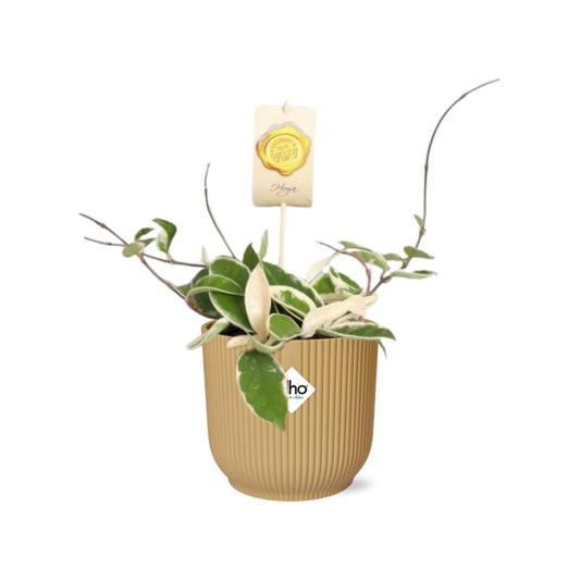 Hoya Carn.’Krimson Queen’ – Pflegeleichte Wachsblume im ELHO Vibes Fold 14cm Gelb