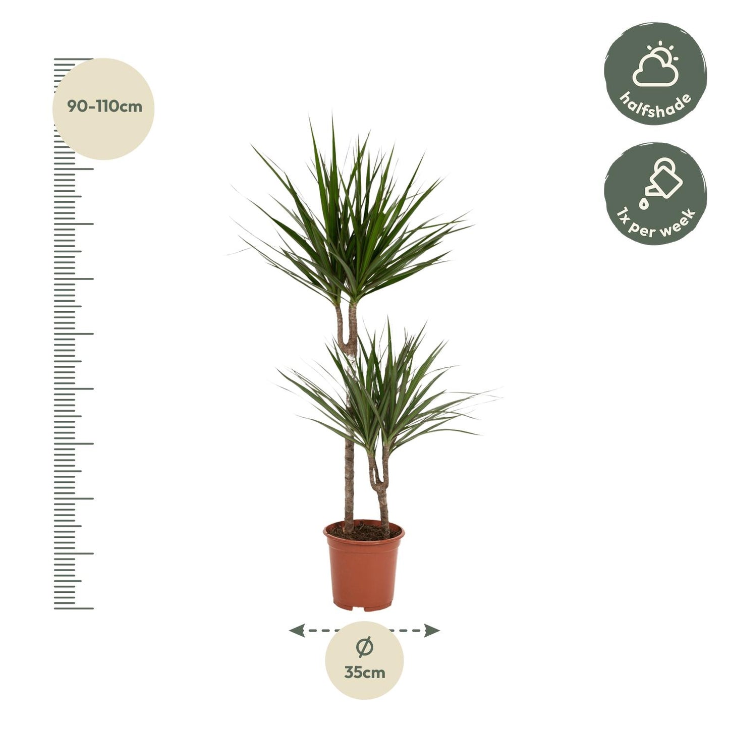 Dracaena Marginata – Pflegeleichte Zimmerpflanze Ø19cm