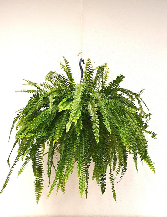 Nephrolepis Green Lady – Pflegeleichter Farn Ø23cm