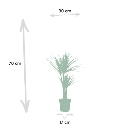 2x Dracaena Zimmerpflanzen – 90 cm Höhe, Ø 17 cm Topf