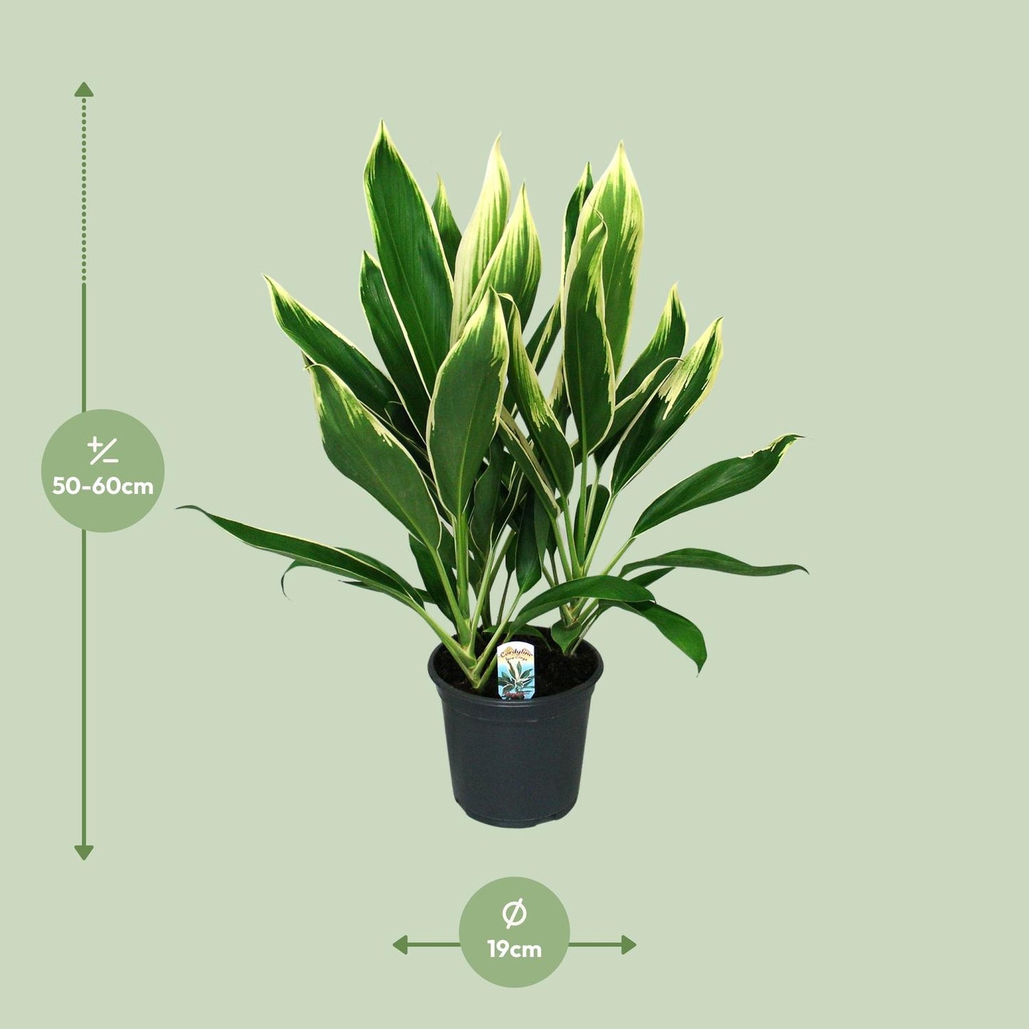 Keulenlilie 'New Conga' – pflegeleichte Zimmerpflanze Ø19cm, 60cm hoch