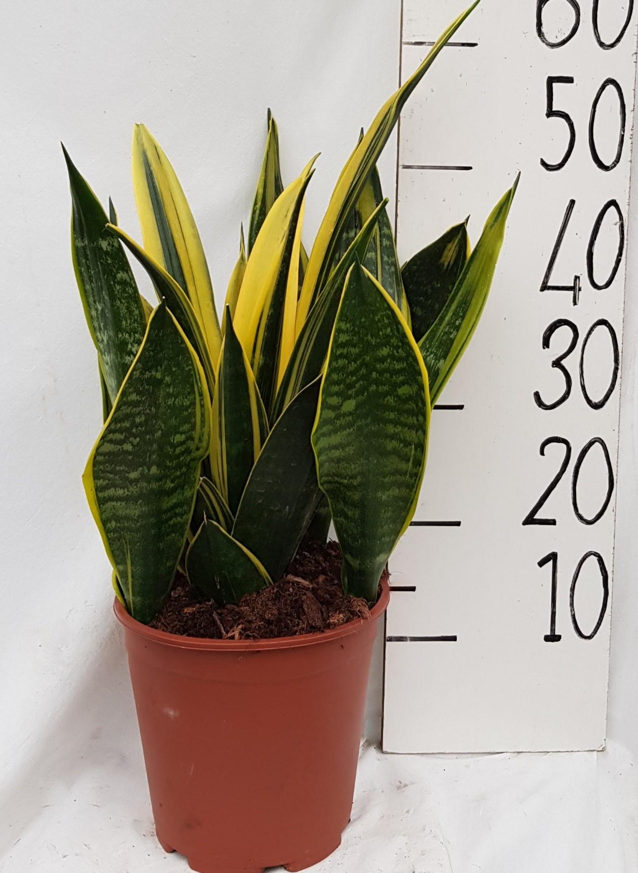 Sanseveria Goldflame – Pflegeleichte Luftreiniger-Pflanze Ø21cm