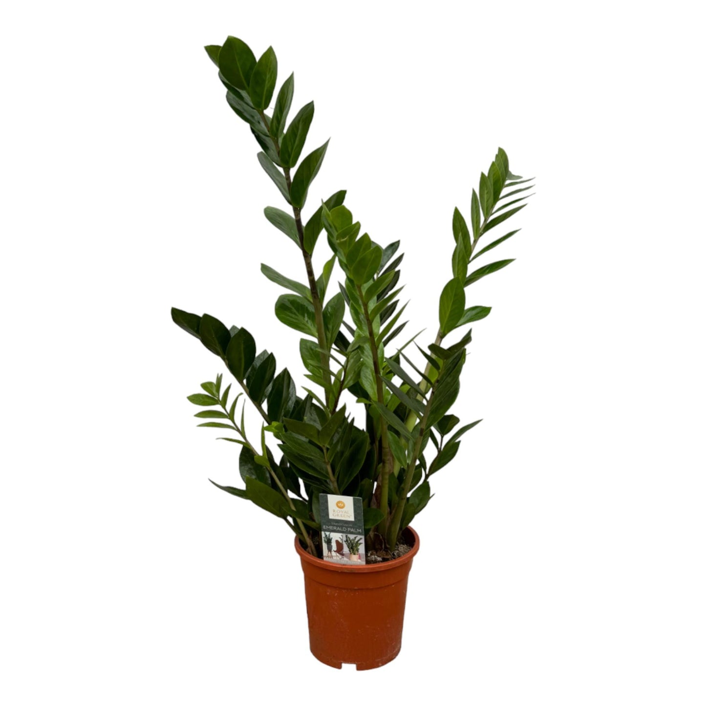 Zamioculcas - Pflegeleichte Zimmerpflanze 75 cm