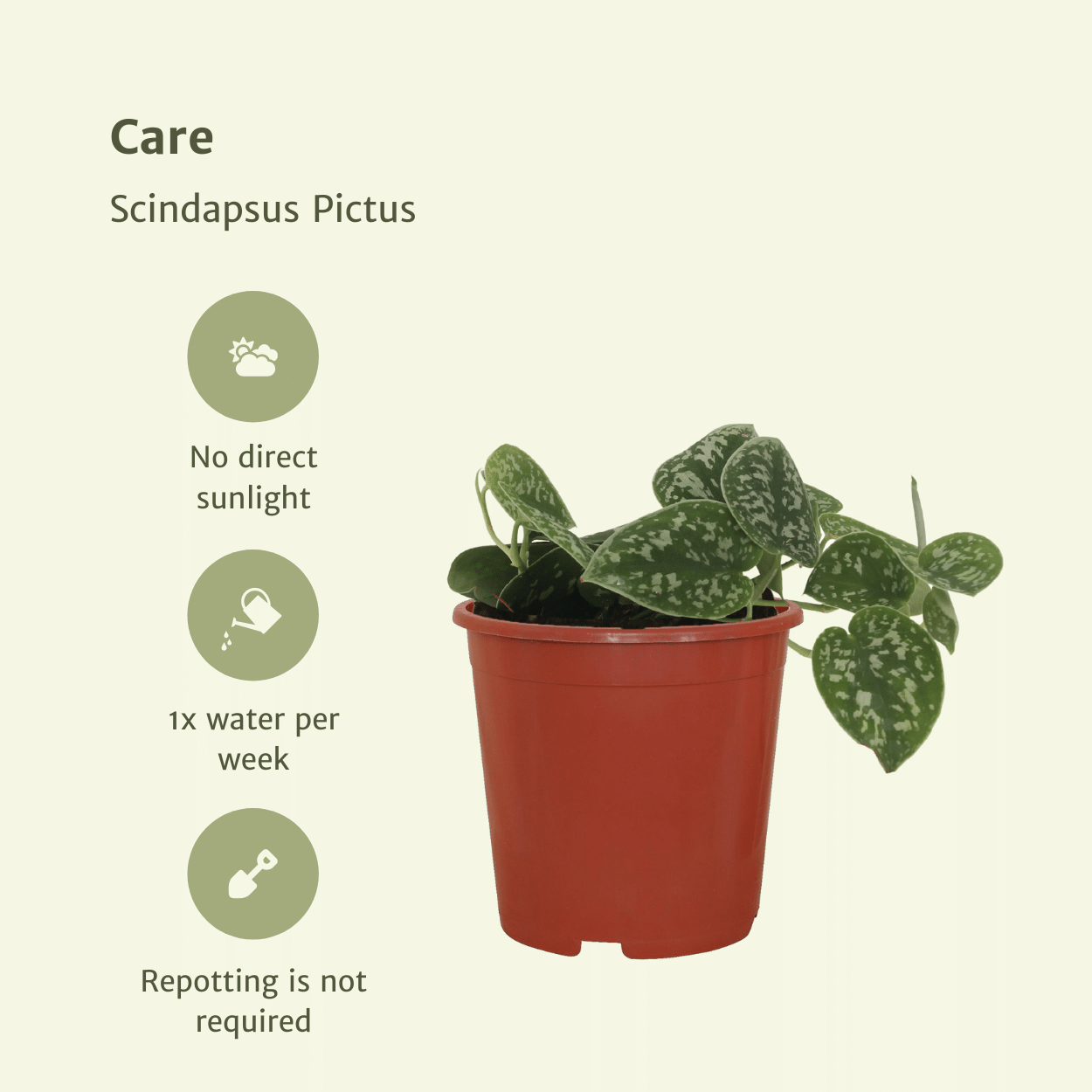 4x Scindapsus Pictus – pflegeleichte Zimmerpflanze 12 cm