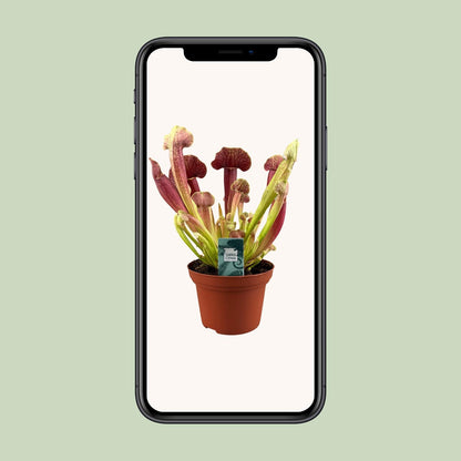 Sarracenia Barba – Schlauchpflanze Ø12cm, 25cm hoch