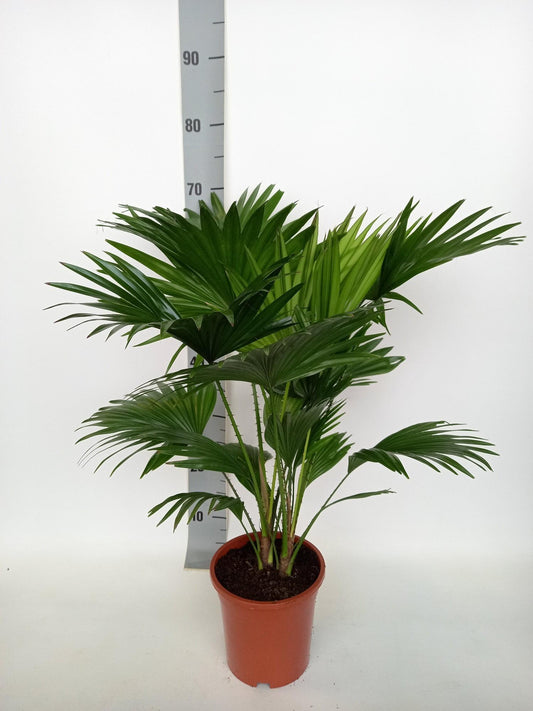 Livistona Rotundifolia – Pflegeleichte Zimmerpflanze Ø17 cm