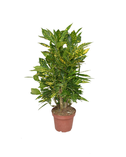 Croton Gold Dust – Farbintensive, pflegeleichte Zimmerpflanze