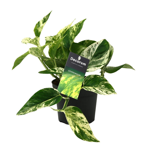 Scindapsus Marble Queen Ø12cm – Pflegeleichte Zimmerpflanze