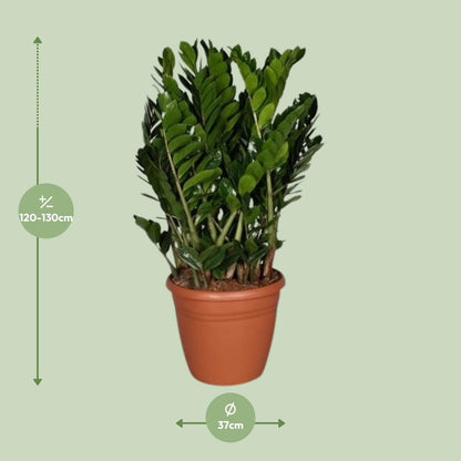 Zamioculcas Zamiifolia – Pflegeleichte Trendpflanze Ø37cm