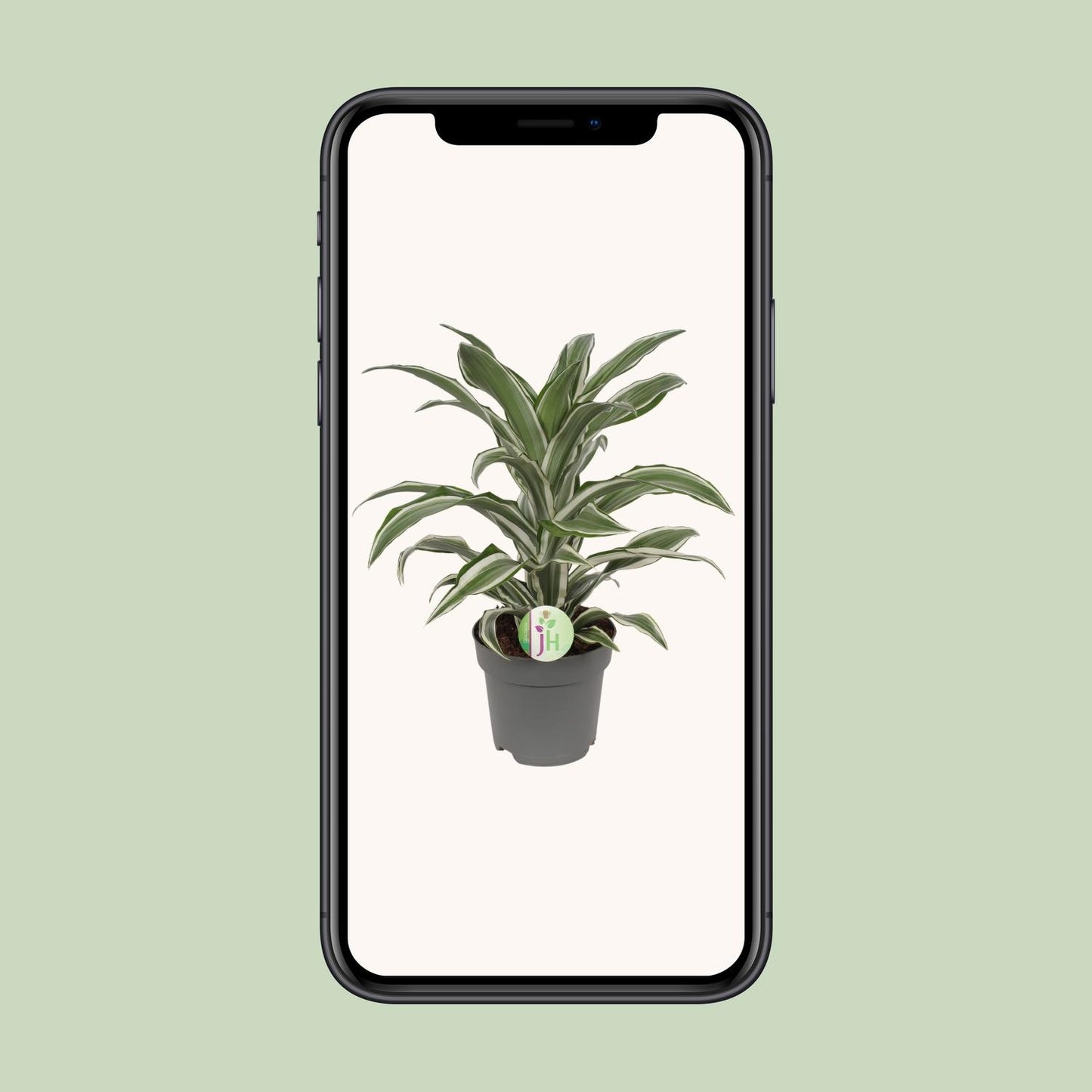 Drachenbaum 'White Stripe' – Pflegeleichte Zimmerpflanze 40 cm