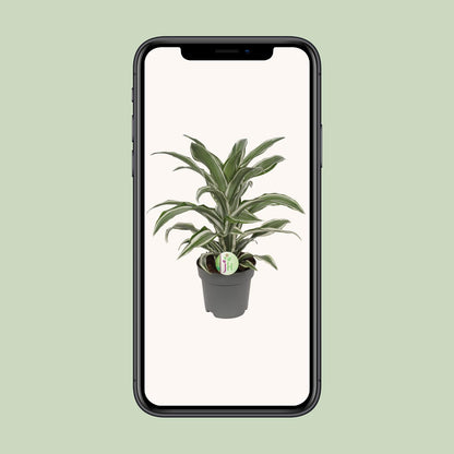 Drachenbaum 'White Stripe' – Pflegeleichte Zimmerpflanze 40 cm
