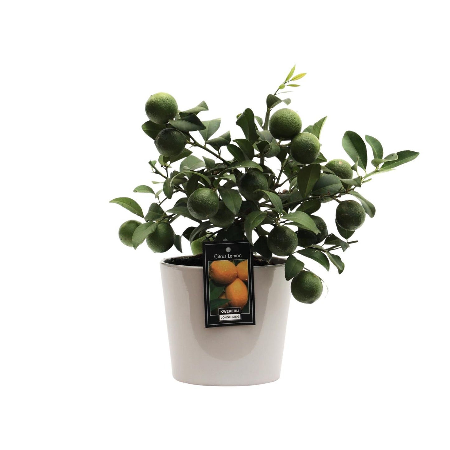 Citruspflanze Lemon im Keramiktopf Ø16cm, 45cm hoch