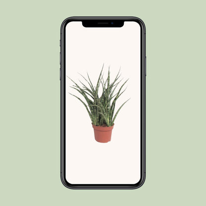 Sansevieria Fernwood Punk – Pflegeleichte Schwiegermutterzunge Ø12cm