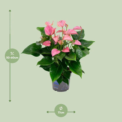 Anthurium KARMA Joli – Tropische & pflegeleichte Zimmerpflanze 55 cm