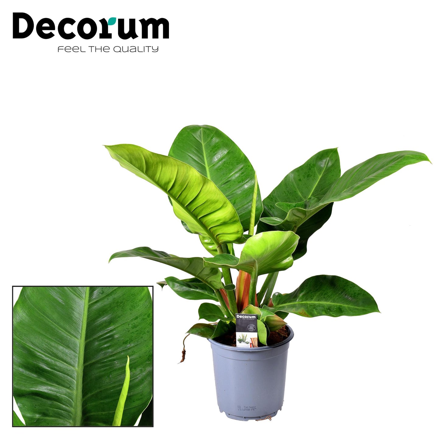 Philodendron Imperial Green – Pflegeleichte Luftreiniger-Pflanze Ø19cm