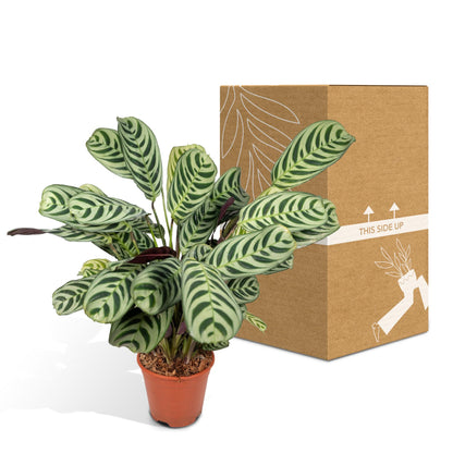 Ctenanthe Amabilis – Pflegeleichte Zimmerpflanze Ø14cm