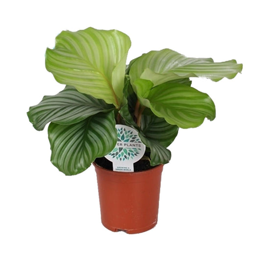 Calathea Orbifolia – Tropische, pflegeleichte Zimmerpflanze Ø14cm