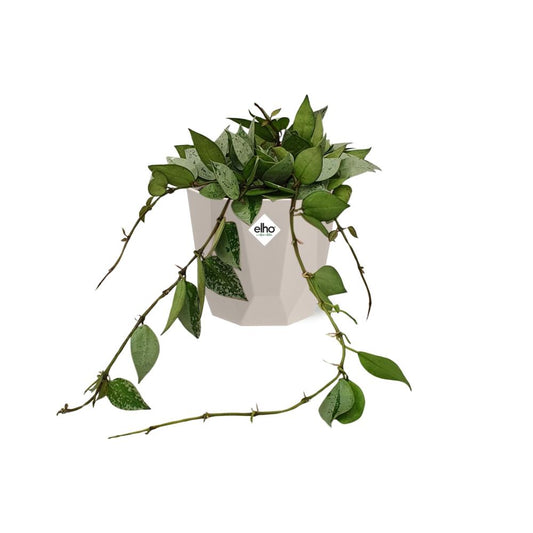 Hoya Krohniana Eskimo – Pflegeleichte Wachsblume 14 cm