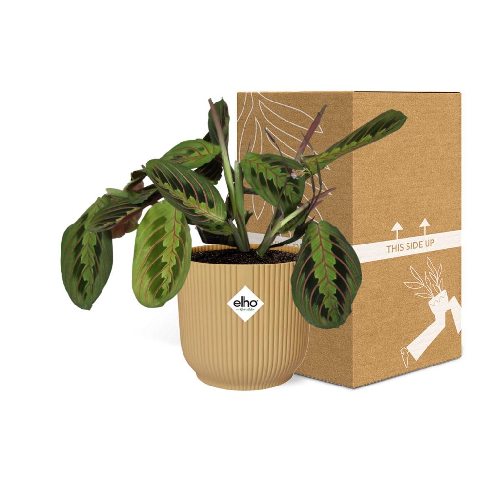 Maranta Leuconeura ‘Fascinator’ Tricolor in ELHO Vibes Fold 14cm Gelb