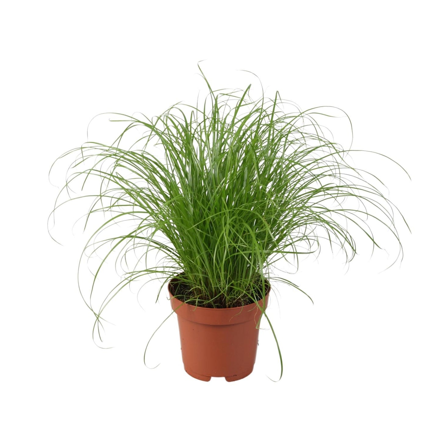 Cyperus Alternifolius Zumula – Pflegeleichtes Schirmgras Ø12cm
