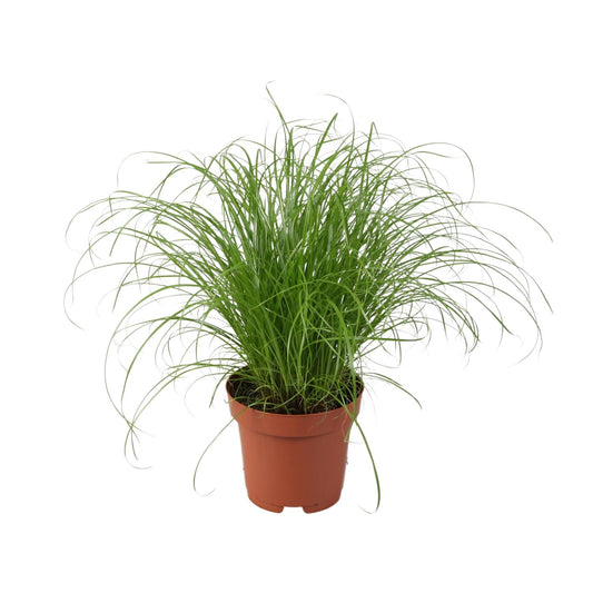 Cyperus Alternifolius Zumula – Pflegeleichtes Schirmgras Ø12cm