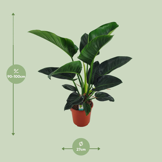 Philodendron Congo Millions – Große pflegeleichte Zimmerpflanze Ø27cm