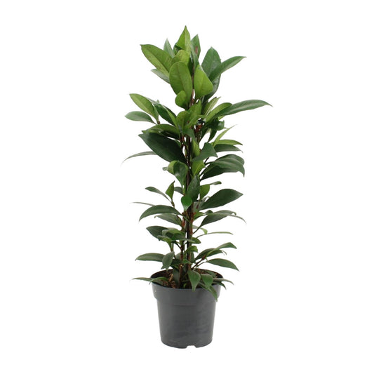 Ficus Cyathistipula – Pflegeleichter Zimmerficus Ø17cm