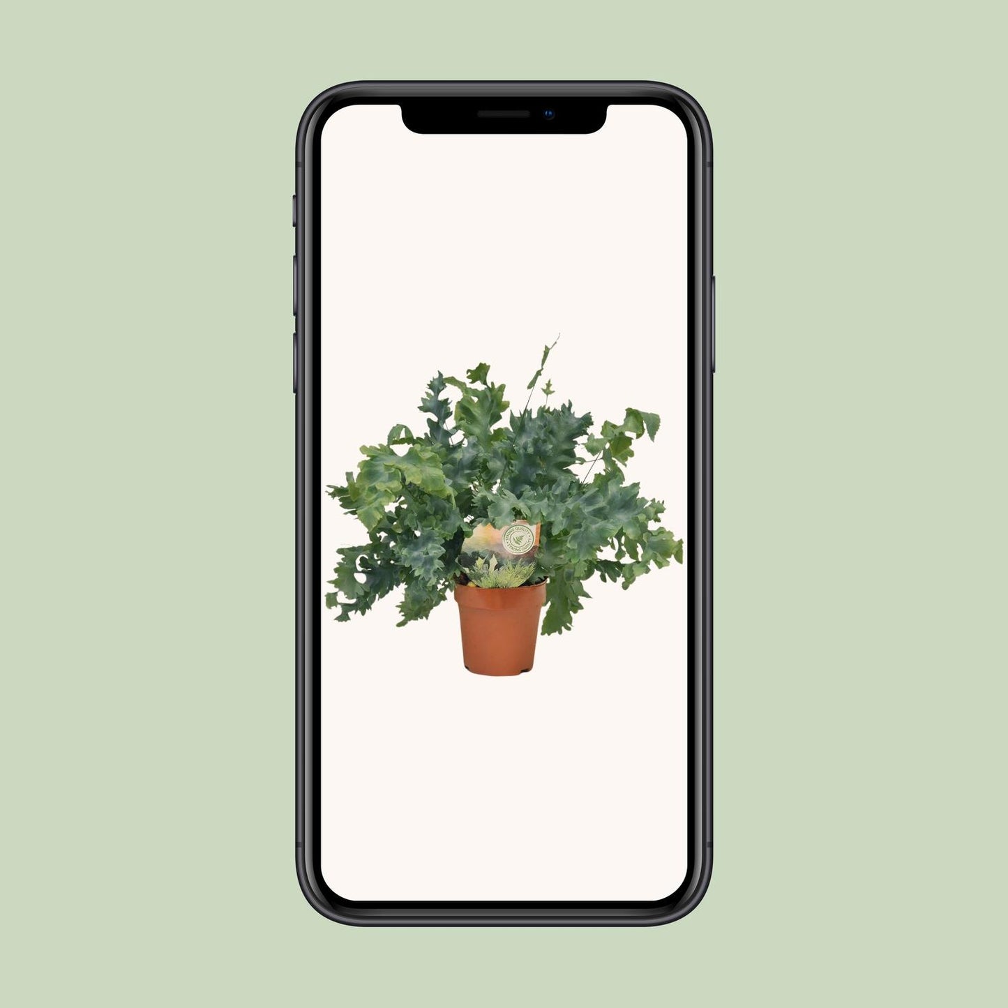 Phlebodium Davana – Goldener Brauner Wurmfarn Ø12cm, 35cm hoch