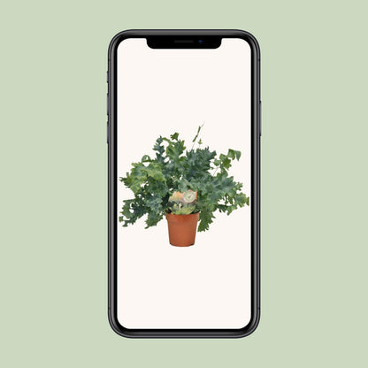 Phlebodium Davana – Goldener Brauner Wurmfarn Ø12cm, 35cm hoch