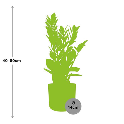 Zamioculcas – Pflegeleichte Zimmerpflanze 45-50 cm im ELHO Topf
