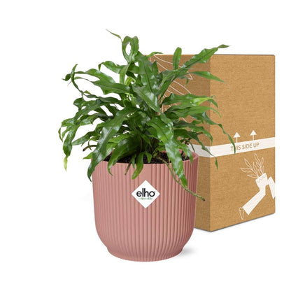 Microsorum Diversifolium – Kängurufarn in ELHO Vibes Fold 14cm rosa