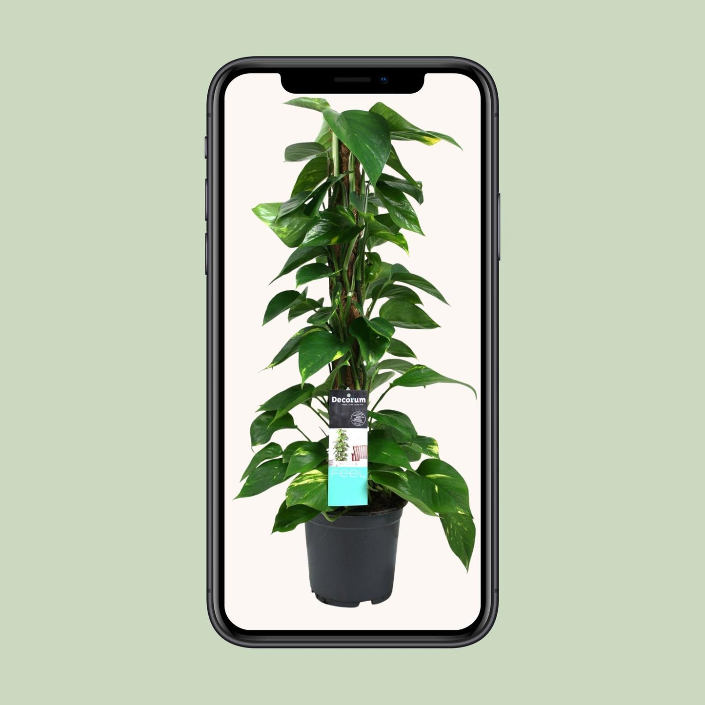 Efeutute (Scindapsus) – Pflegeleichte Hängepflanze Ø19cm, 80cm hoch