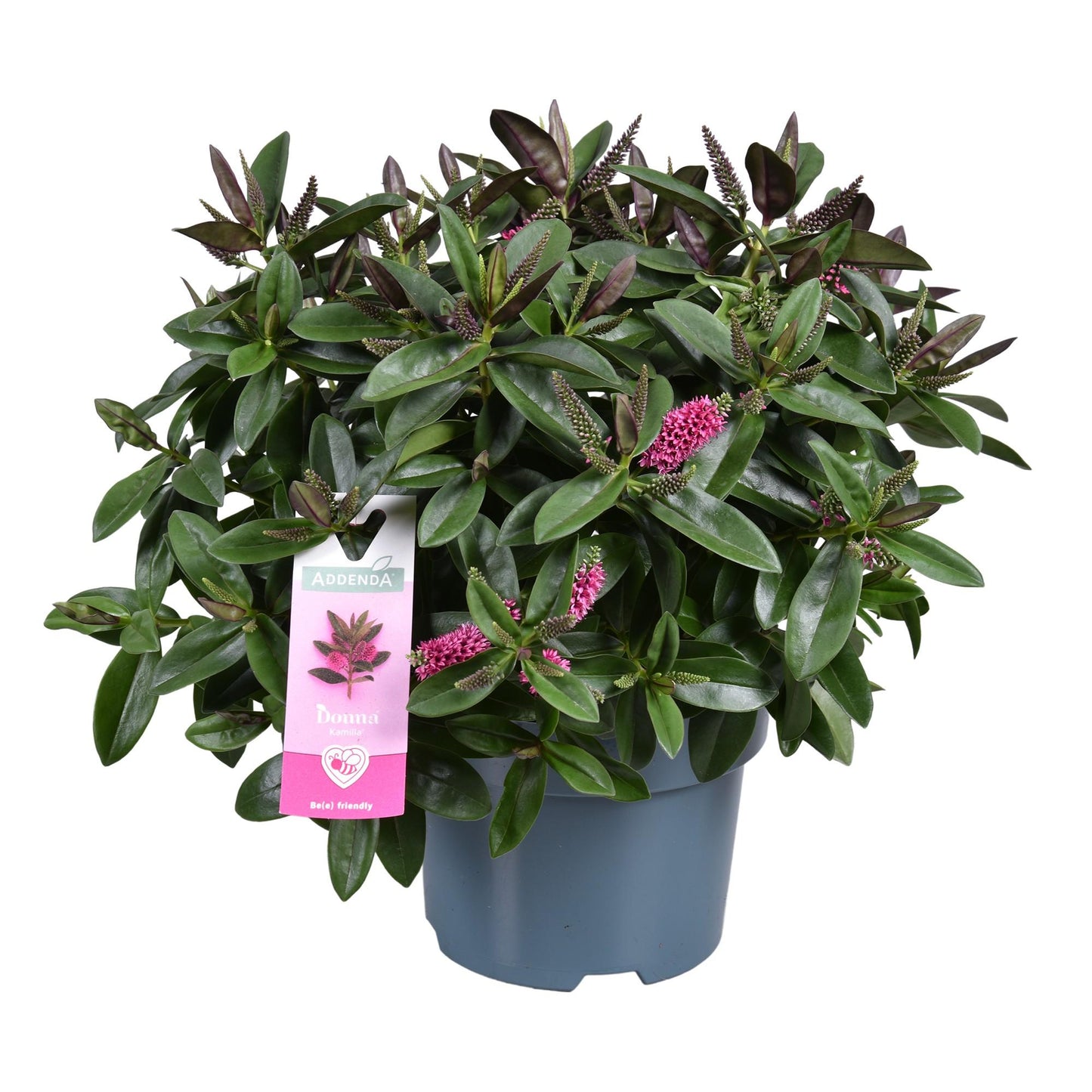 Hebe 'Hebedonna Kamilla' Rosé – Pflegeleichte Blühpflanze Ø17cm