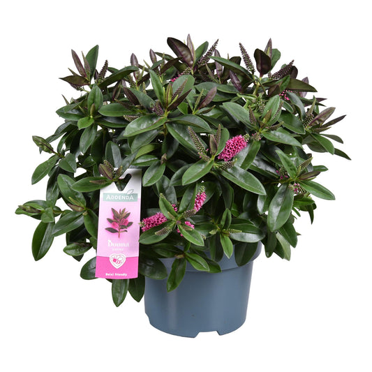 Hebe 'Hebedonna Kamilla' Rosé – Pflegeleichte Blühpflanze Ø17cm
