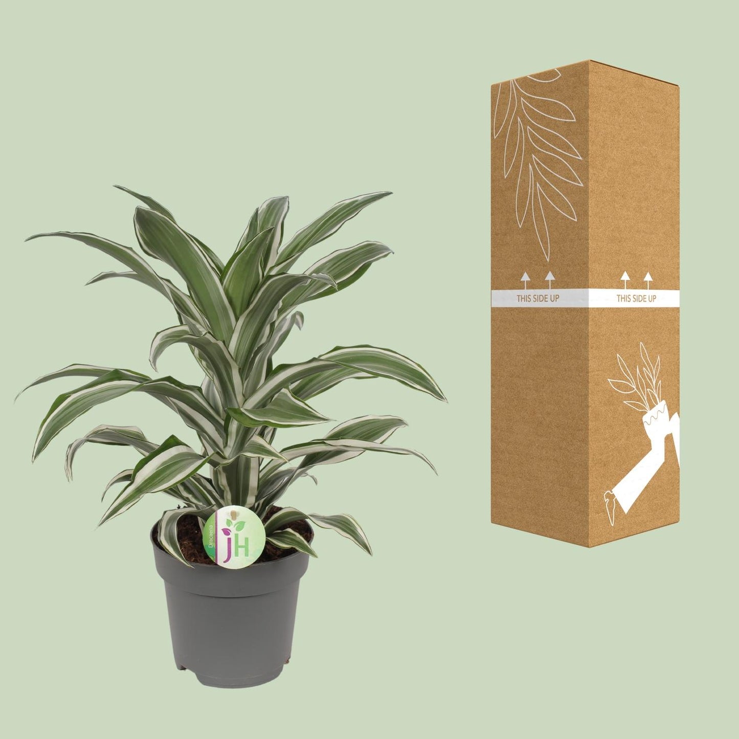 Drachenbaum 'White Stripe' – Pflegeleichte Zimmerpflanze 40 cm